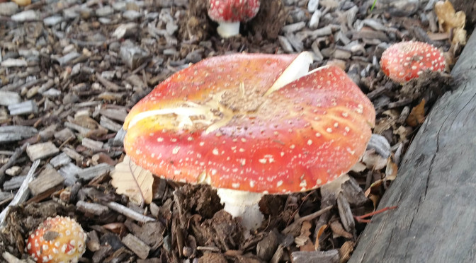 Wildlife in Canberra