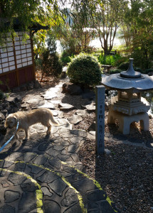 Dog says "More Japanese Gardens?"