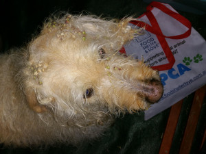 Dog covered in burrs